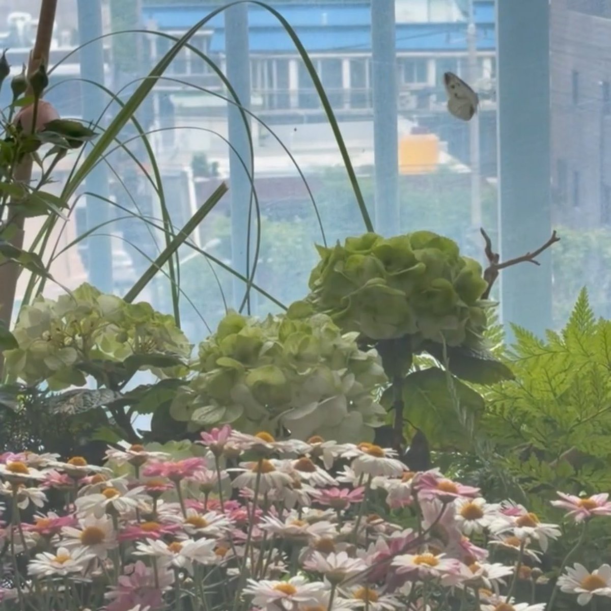 Now i know that beside planting lily of the valley, renjun also takes care of daisies, hydrangeas, and roses 🥹🥹🥹💕

The flowers i once drew because i felt they suited him so well. It turns out he actually takes care of them all at his house