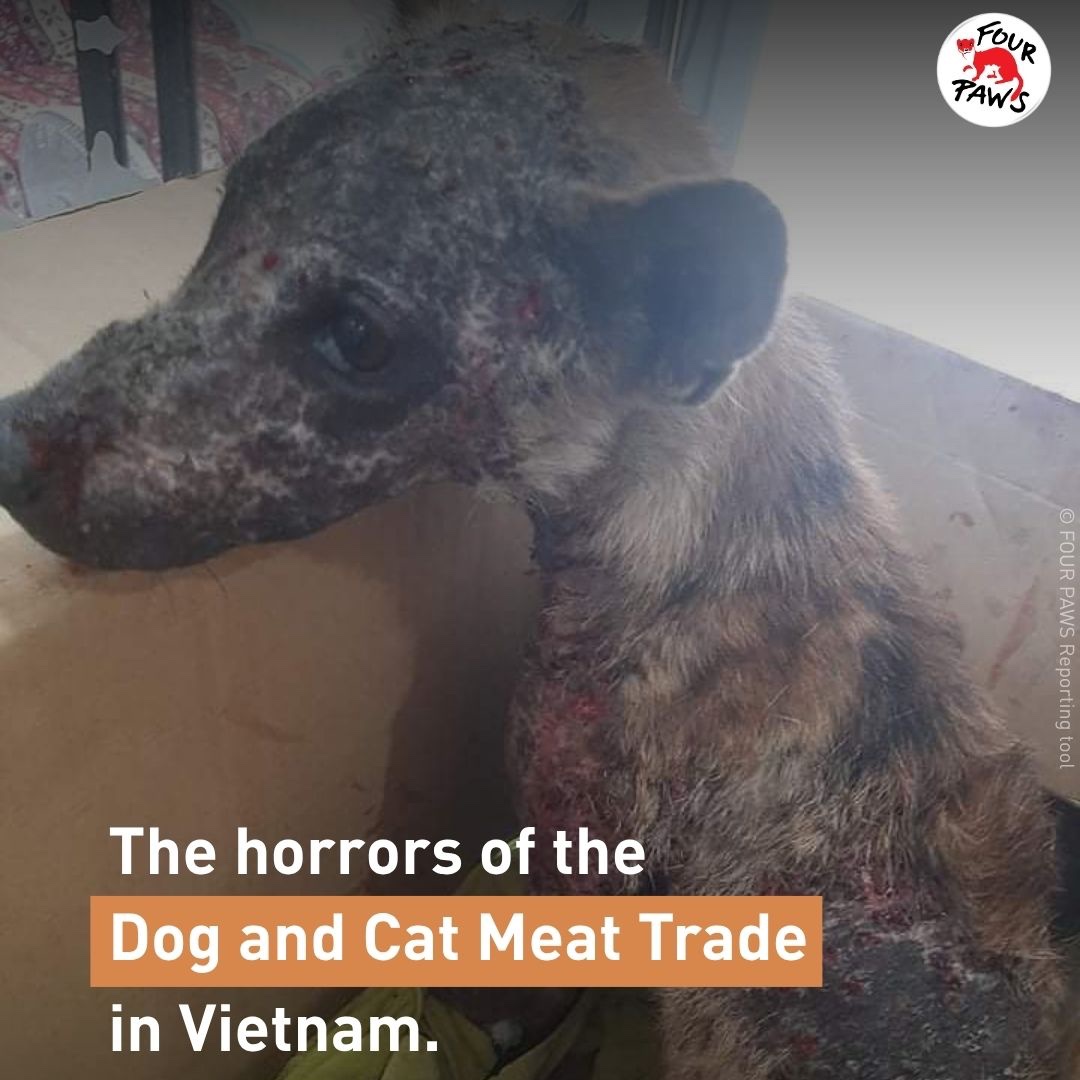 FOUR PAWS International tweet media