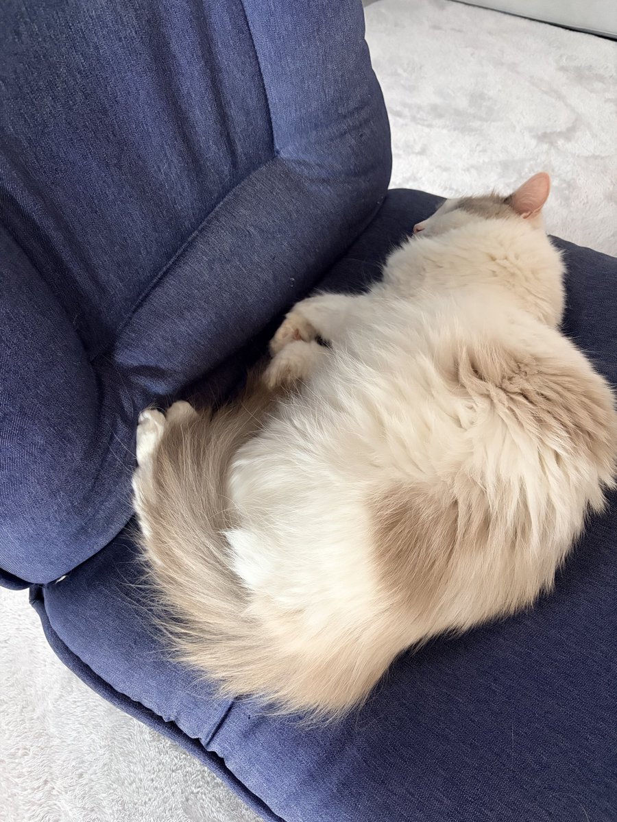 moppuppu's tweet photo. 我が家で1番座椅子使いこなしネコちゃん https://t.co/9qWCOv7WZN