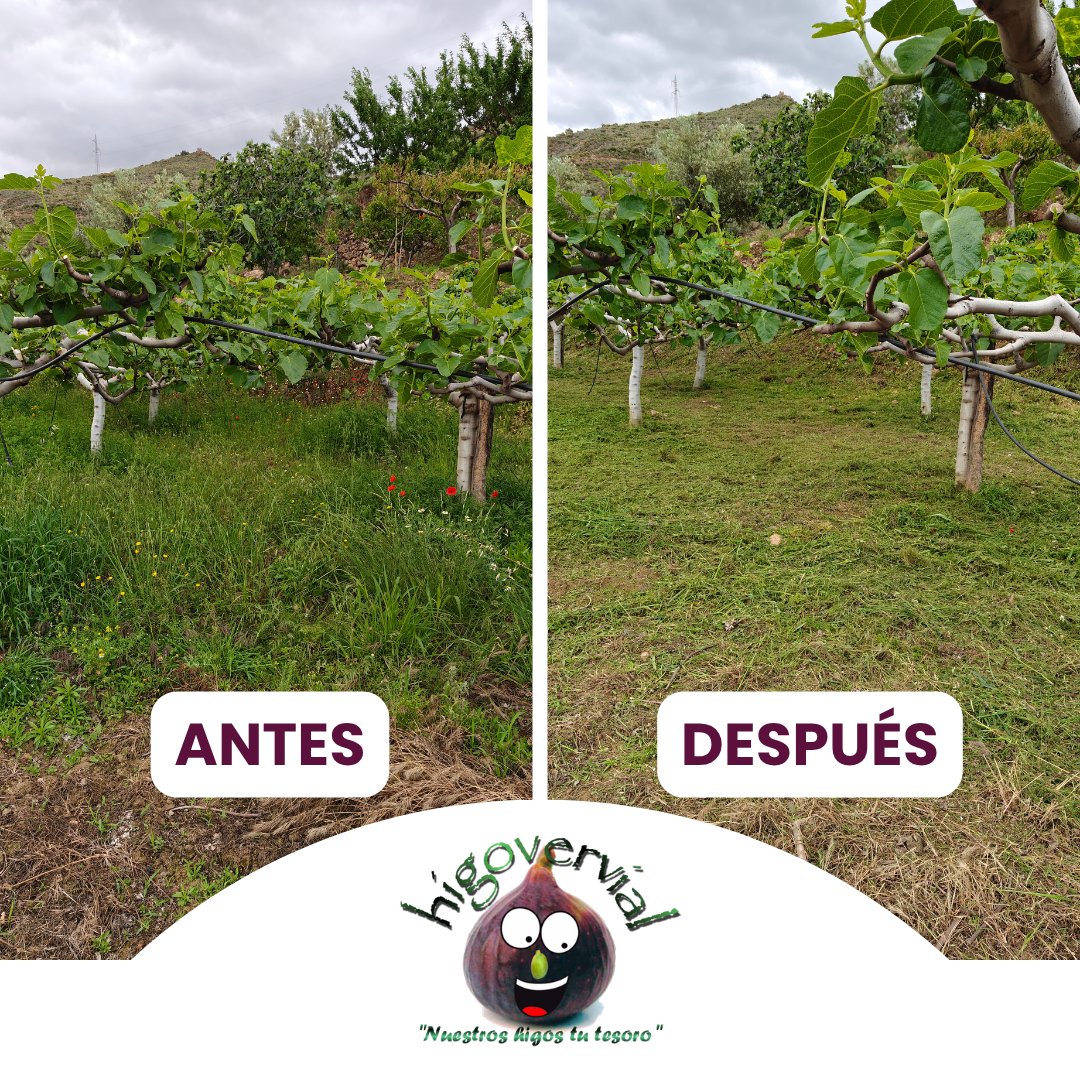 Higovervial's tweet photo. Hay quien ve “malas hierbas”.
Nosotros vemos equilibrio, vida y estrategia agrícola. 🌱

En el campo, nada se hace porque sí.

#higos #brevas #gourmetXXL #laalpujarra #campaña2026 https://t.co/W83m0ILvpk