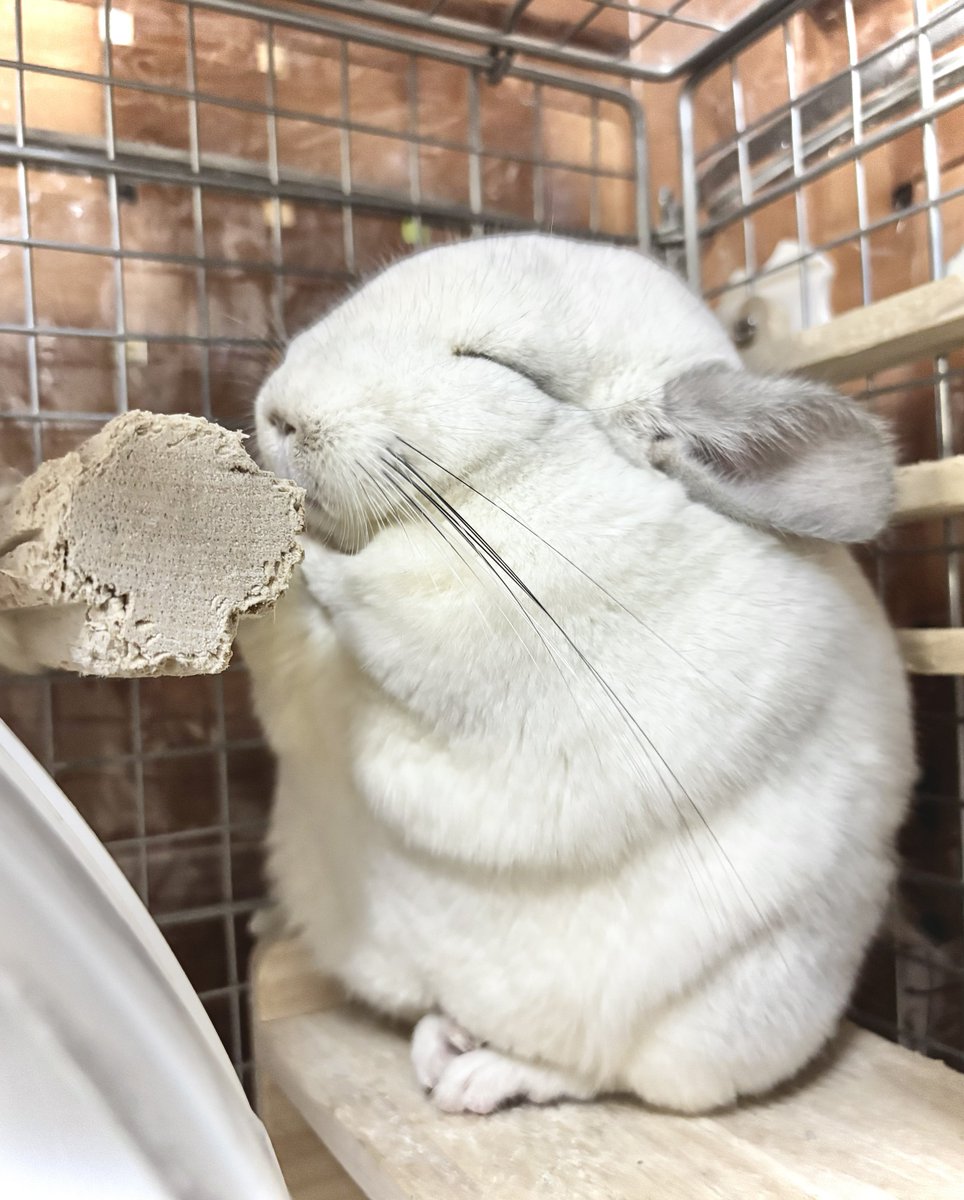 ⌘ぴちまる⌘のチラぬし tweet media