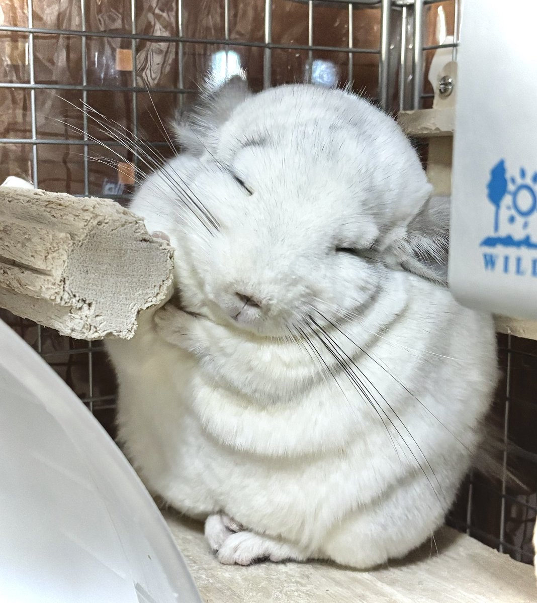 ⌘ぴちまる⌘のチラぬし tweet media
