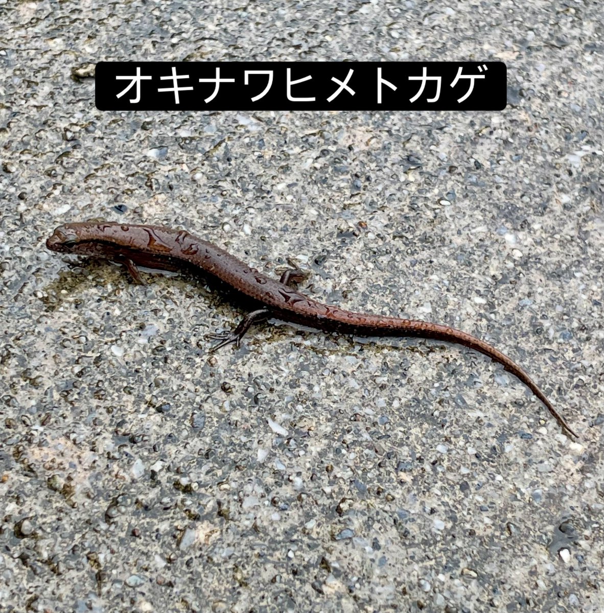 colorfulwave1's tweet photo. 今日も雨☔
オキナワヒメトカゲ（トカゲ科ヒメトカゲ属）
短足で可愛いんだよねぇ〜😊
島では多くはないけど、激レアでもないかなぁ〜。
頑張って種を保存していってねぇ〜💕

以前はヘリグロヒメトカゲと呼んでいたけれど、奄美以北のとは別種って事になり、2023年にこの名前に変わったみたい。 https://t.co/WWyuIejuxD