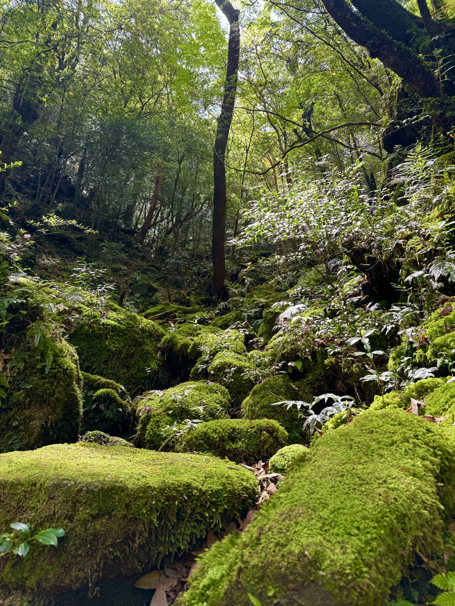 chiaki0290's tweet photo. 🌳屋久島🌳

GWは屋久島へ行ってきた
体力的に無理そうな縄文杉登山はパスして
白谷雲水峡、ヤクスギランド、紀元杉、大川の滝、西部林道などを訪ねました
永田いなか浜ではすでにウミガメが産卵のために上陸した跡がありました🐾

#世界自然遺産　#屋久島 https://t.co/PMawhRM86H