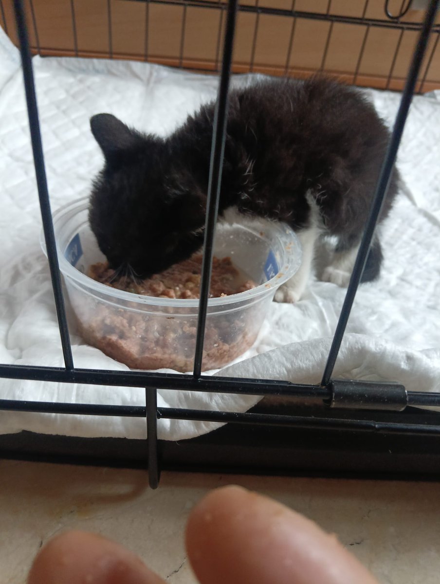 Esta gatita ha sido abandonada en Sevilla y busca adopción responsable. Una amiga la ha recogido, pero no puede quedársela. 

Os ruego máxima difusión a ver si le encontramos un hogar. 🖤🤍