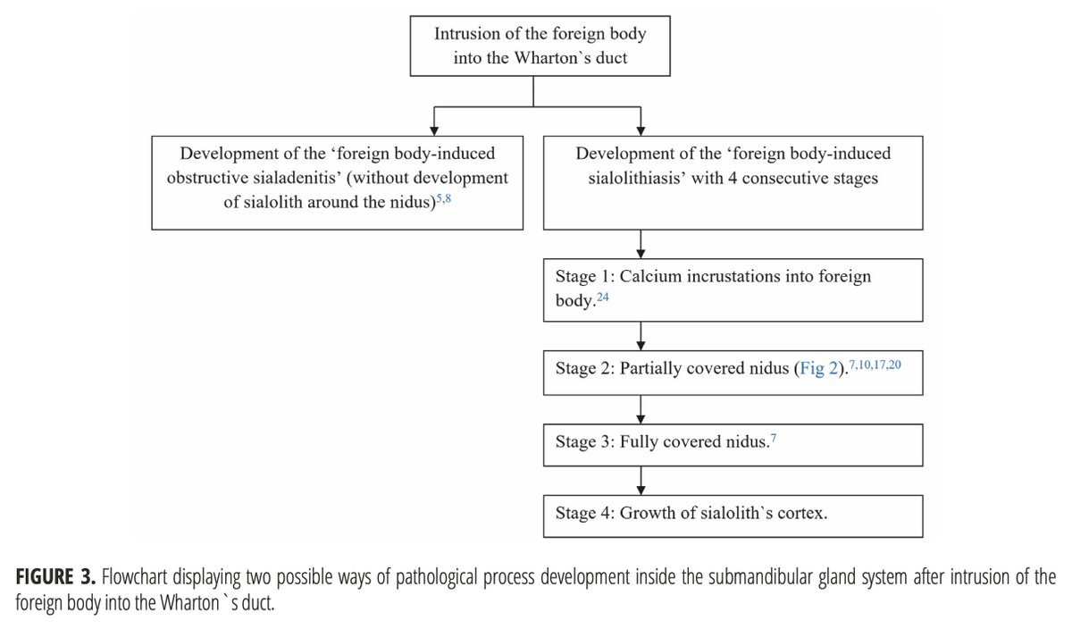 DTJournal1's tweet photo. Foreign Body Retrograde Migration to the Intraglandular Duct of the Submandibular Gland with a Developing of Foreign Body-induced Sialolithiasis: Analysis of Ultrasonography, Surgery, and Literature Published during Last 124 Years (2020). DOI: https://t.co/ArmEg7R8wD https://t.co/xbyZvDcINn