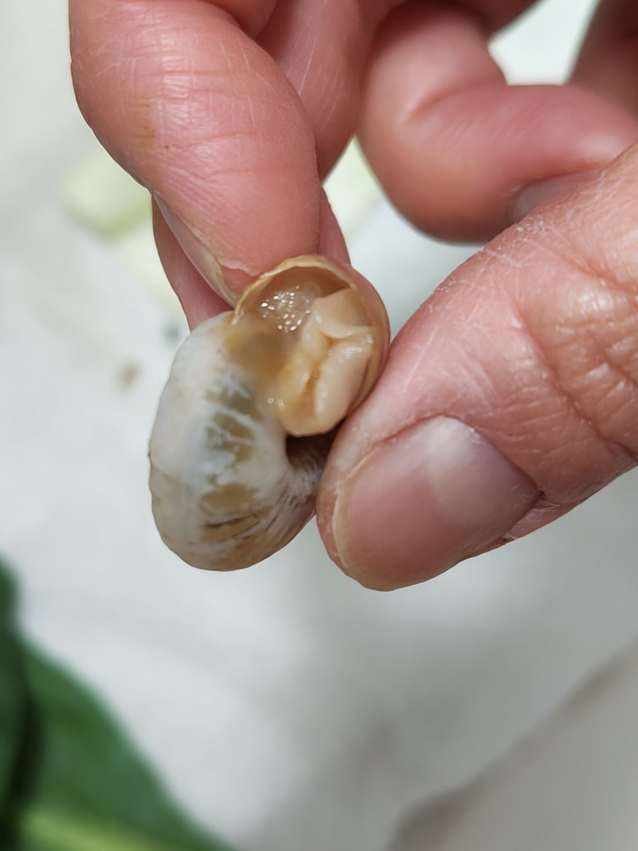かたつむり様♡２点おまとめです。 カタツムリだってウサギになれる🐌