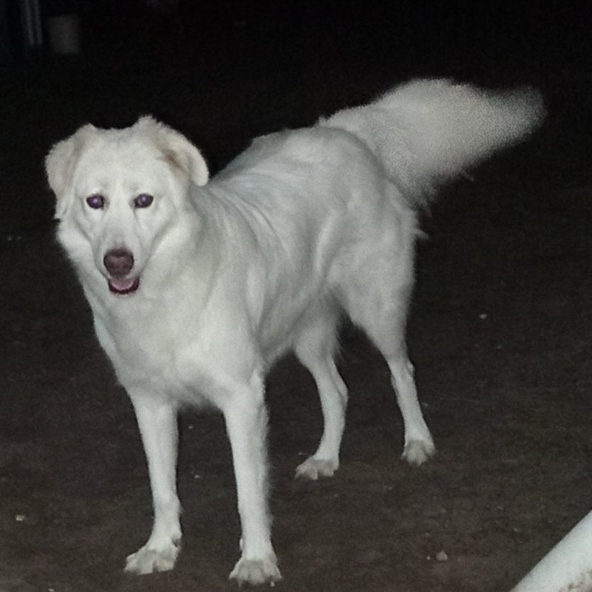 oreyawild's tweet photo. The two main dogs that feature in my video clips are Missy the kelpie and Bella the maremma. Both rescues from bad places and very much alive and happy with me right now. https://t.co/1LALKDkQyw
