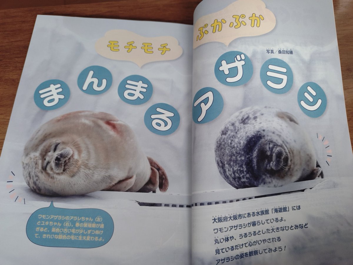 Kameria78's tweet photo. @chiho_pic_seal さんのアザラシを見るために買いました🦭

ちゃぐりんは大人が見ても面白いし勉強になる！ https://t.co/JXmZgp3z26