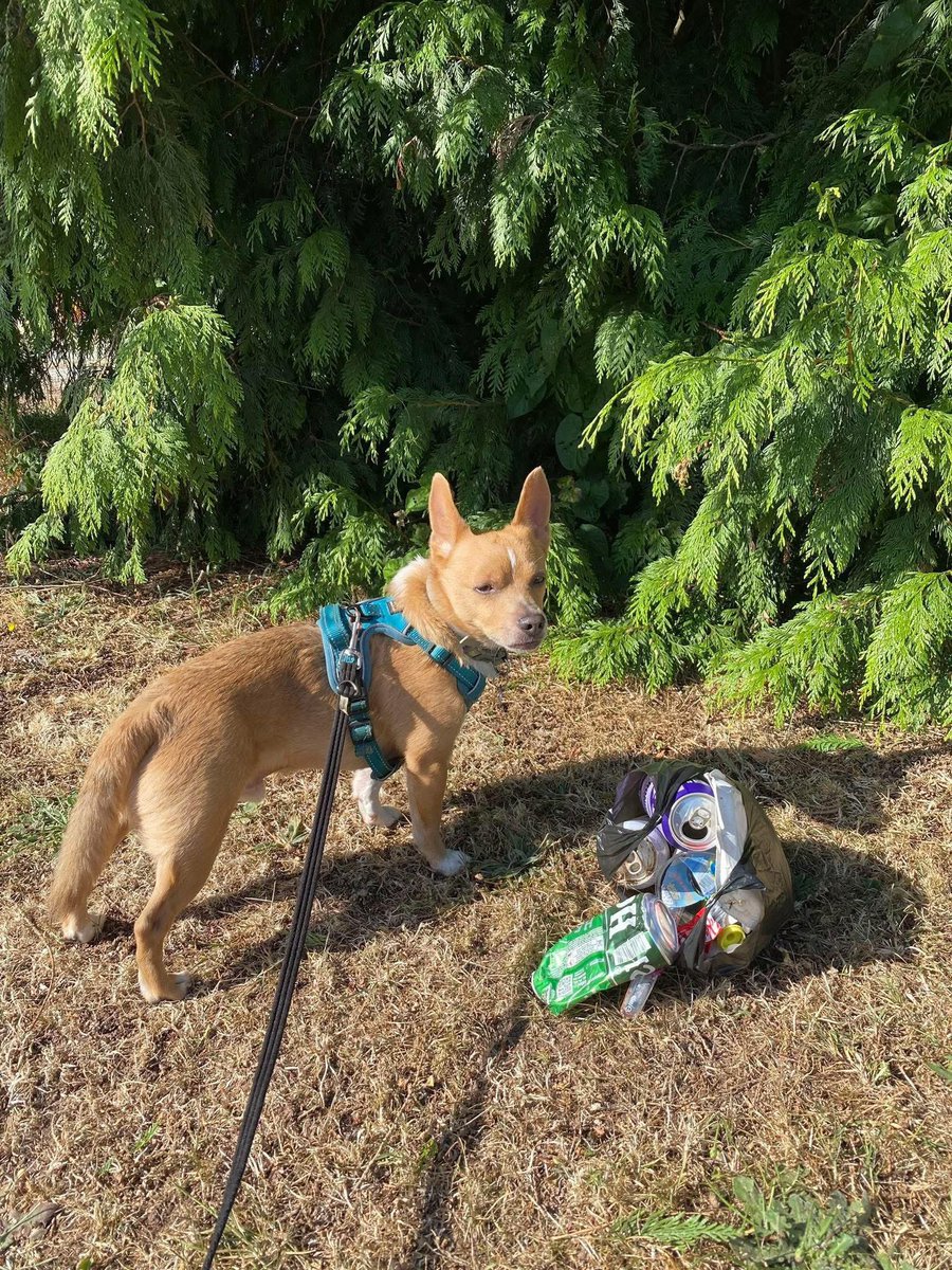 Paws On Plastic #pawsonplastic tweet media