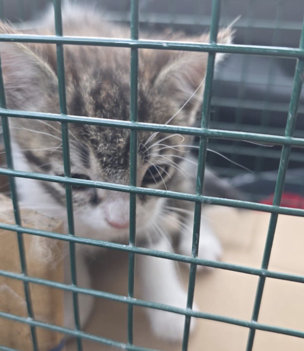 Abeiroanimal's tweet photo. Nena è outra das pequenas en adopción; aquí a tedes recén capturada. Leva con nós unha semana, e está moi ben de saúde, polo que xa pode irse adoptada. https://t.co/7CUxr5o0Bv