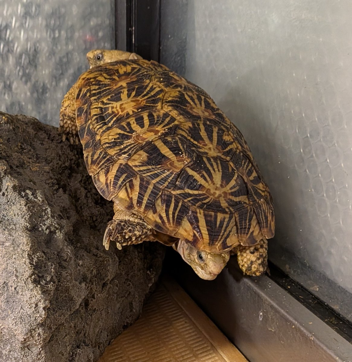 tortoise_style's tweet photo. どっちが前か分からない様に見える😅
実際はパンケ母さんのお尻からパンケ父さんが覗いてる状況😄
#パンケーキリクガメ
#ts産パンケーキリクガメベビー 
#リクガメ
#リクガメ専門店
#トータススタイル https://t.co/uhHSC98881