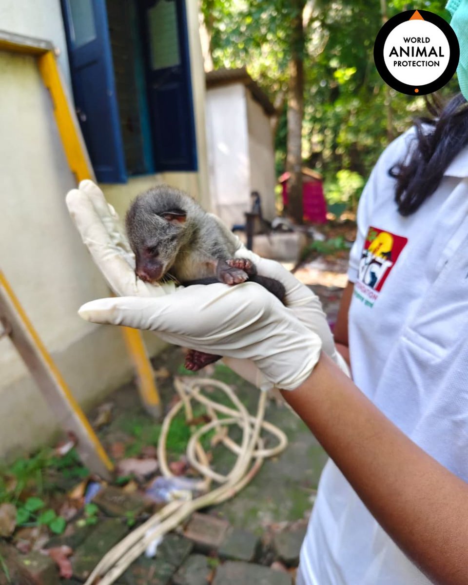MoveTheWorldIN's tweet photo. This baby Asian Palm Civet should have been in the wild — not in human hands.

Every year, countless wild animals are trapped, traded, and displaced from their natural habitats due to the illegal wildlife trade. Many never make it back home.

This civet was rescued in North 24 Parganas, Habra, and is now under care before being safely released. But not every animal gets a second chance.

Wildlife belongs in the wild.
Say NO to the illegal wildlife trade.

Would you report wildlife trafficking if you witnessed it? Tell us below. 👇
Read more about Animal Protector Campaign: https://t.co/dbr2Cbd7dk

#WildlifeTrade #EndWildlifeTrade #AsianPalmCivet #WildlifeRescue #WorldAnimalProtectionIndia