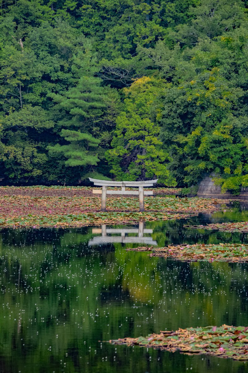 一人旅研究会 tweet media