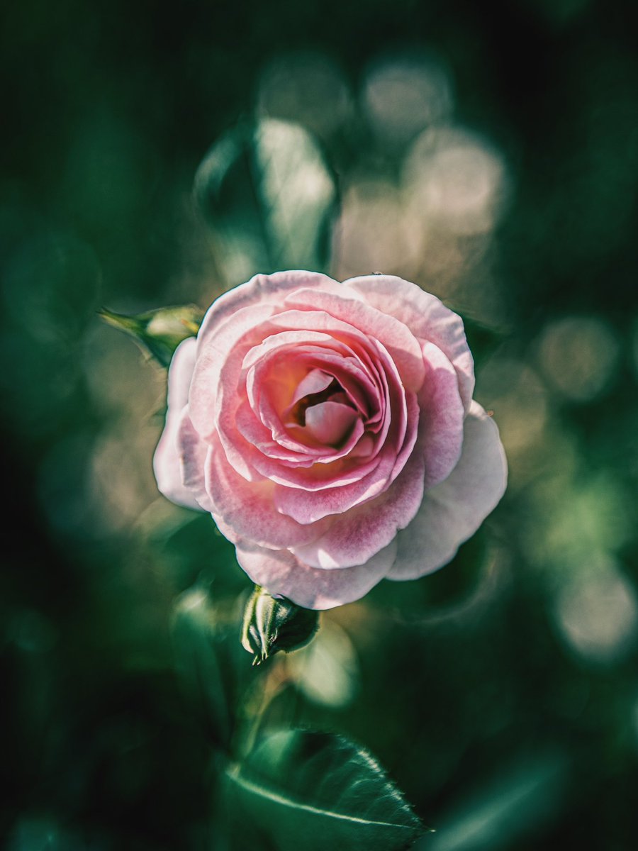 noco|花の写真家 tweet media