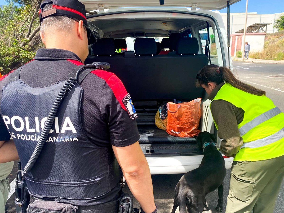AdmPcasGobcan's tweet photo. 🐍🚨 La Policía Autonómica colabora para frenar la expansión de la culebra real de California en Gran Canaria

🔗 https://t.co/aSSC2kieiA https://t.co/MQ6YgsNd0t