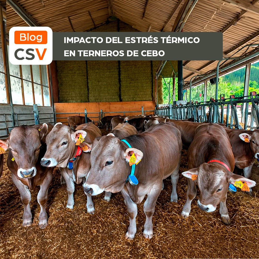 SentidoVacuno's tweet photo. El estrés térmico es uno de los grandes retos para el cebo de terneros, especialmente en un contexto de olas de calor cada vez más frecuentes e intensas. Te contamos cómo les afecta el calor y por qué anticiparse para garantizar el bienestar animal y rentabilidad.