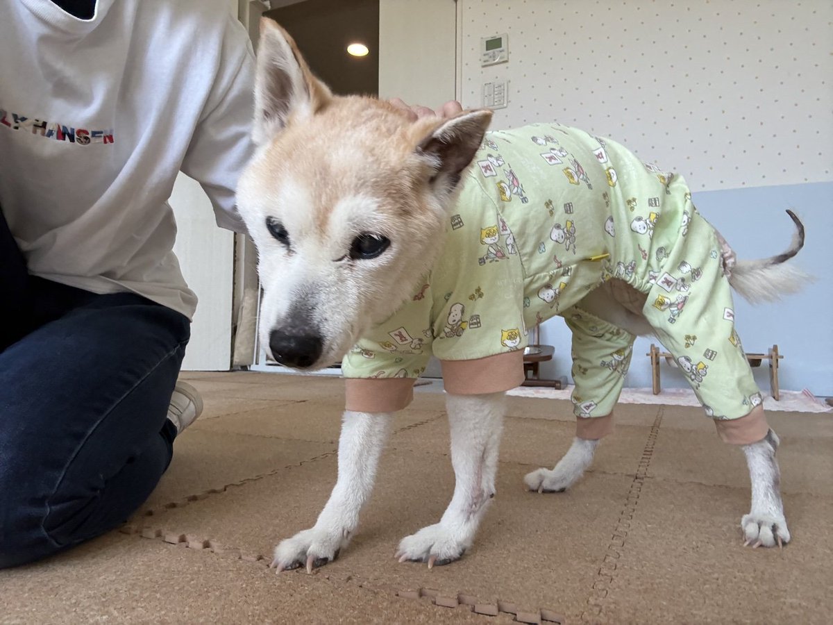 老犬介護ホームろうたす tweet media