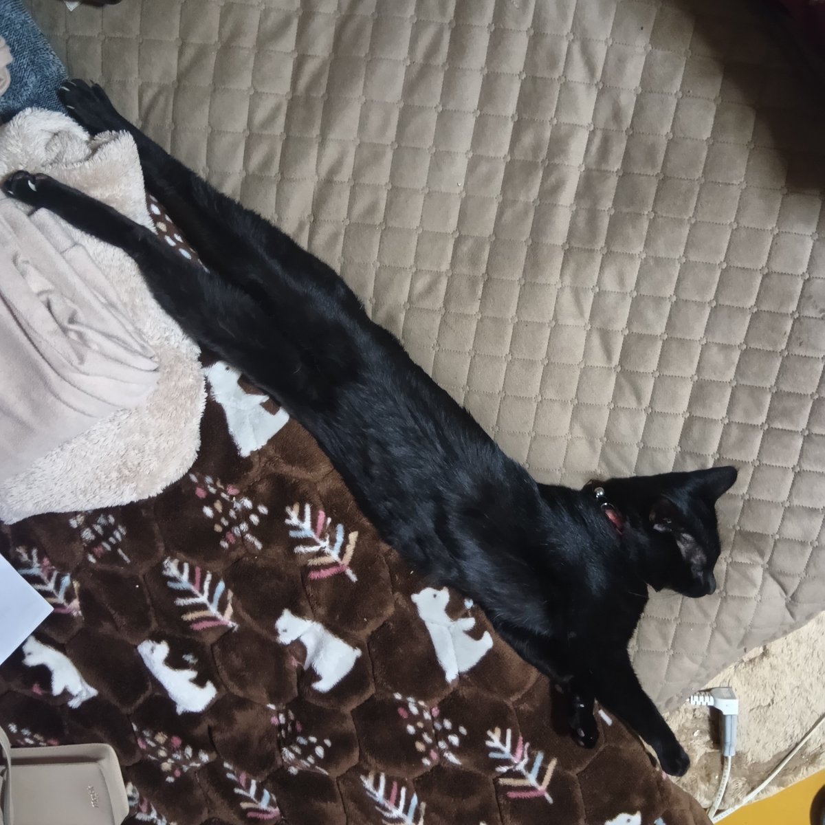 講談社 黒猫を飼い始めた