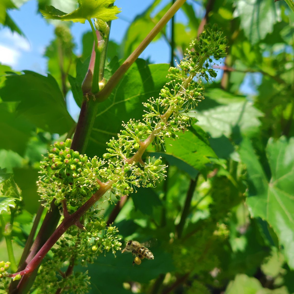 olive_organic's tweet photo. ブドウ小公子が開花　あいかわらすブドウの花は地味なんだけど、よ〜く見てください！下部中央にミツバチ🐝がいて、足に花粉玉つけてるんです　がんばってるな〜　ブドウには蜜はないのでミツバチはあまり来ないから、ちょっとミラクルショッ
#南アルプス小公子 https://t.co/nIPQ1eR0ne