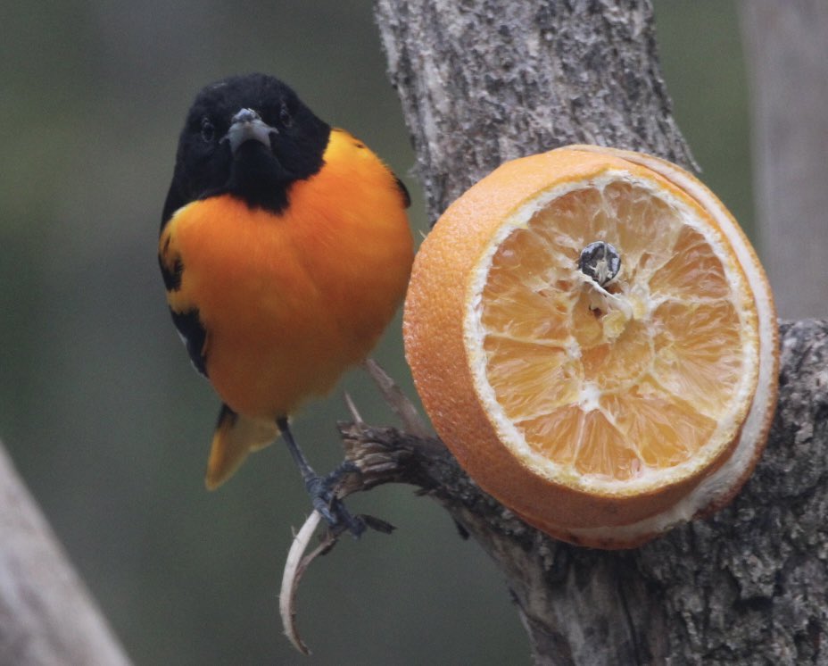 CatharineYogi's tweet photo. A, this is my orange, kind of look ! One of my Orioles definitely claimed this one ❤️ #oriole #BaltimoreOriole #birds #birdphotography #BirdTwitter #TwitterNaturePhotography #TwitterNatureCommunity ❤️ https://t.co/eBQiDFIekO