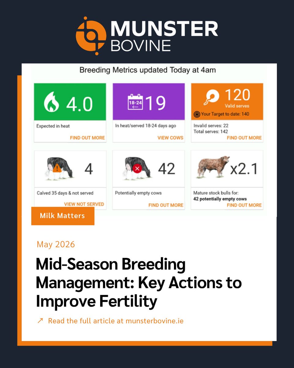 Munster Bovine tweet media