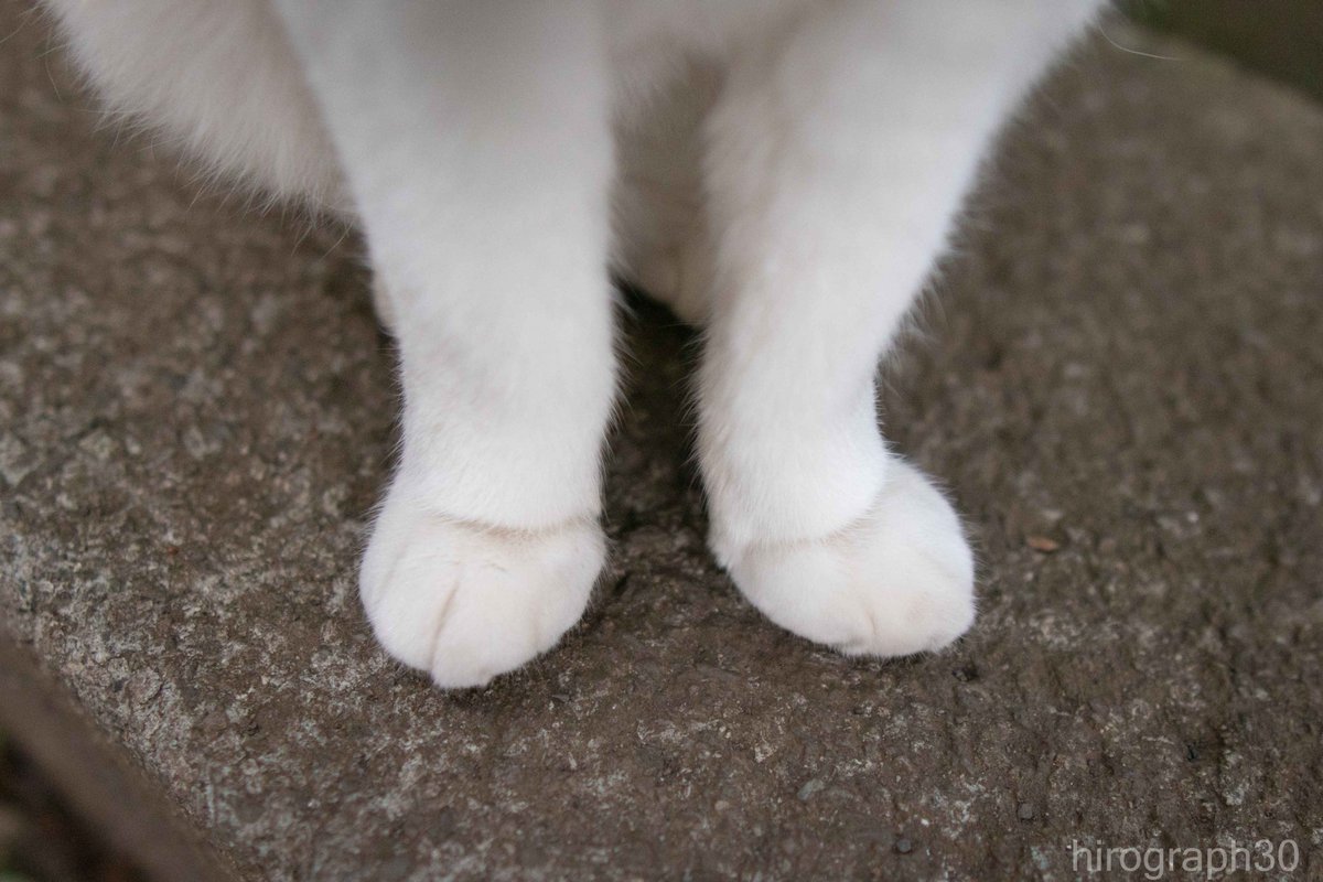 猫写真家 サトウヒロキ tweet media