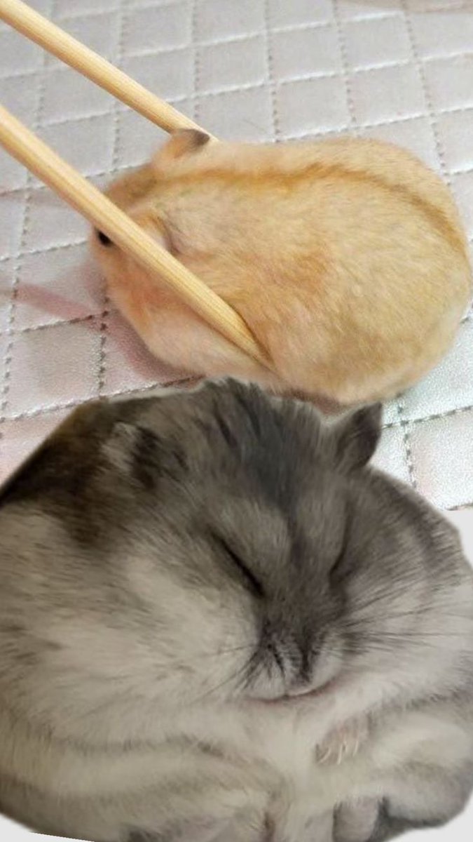 Tweets Of Hamster tweet media
