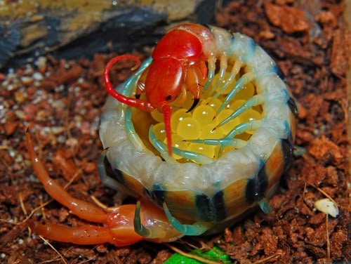 Centipede tweet media