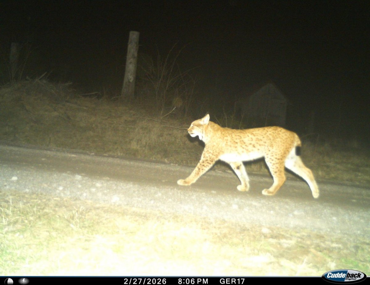 dialogine's tweet photo. Das freut mi! 🥰

https://t.co/XVNYE29DYt

#Luchs #Artenschutzprojekt #LinkingLynx https://t.co/DlWEGXWhCR