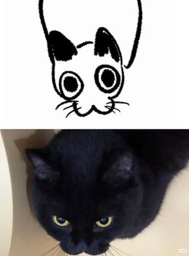 Black cats are not bad luck tweet media