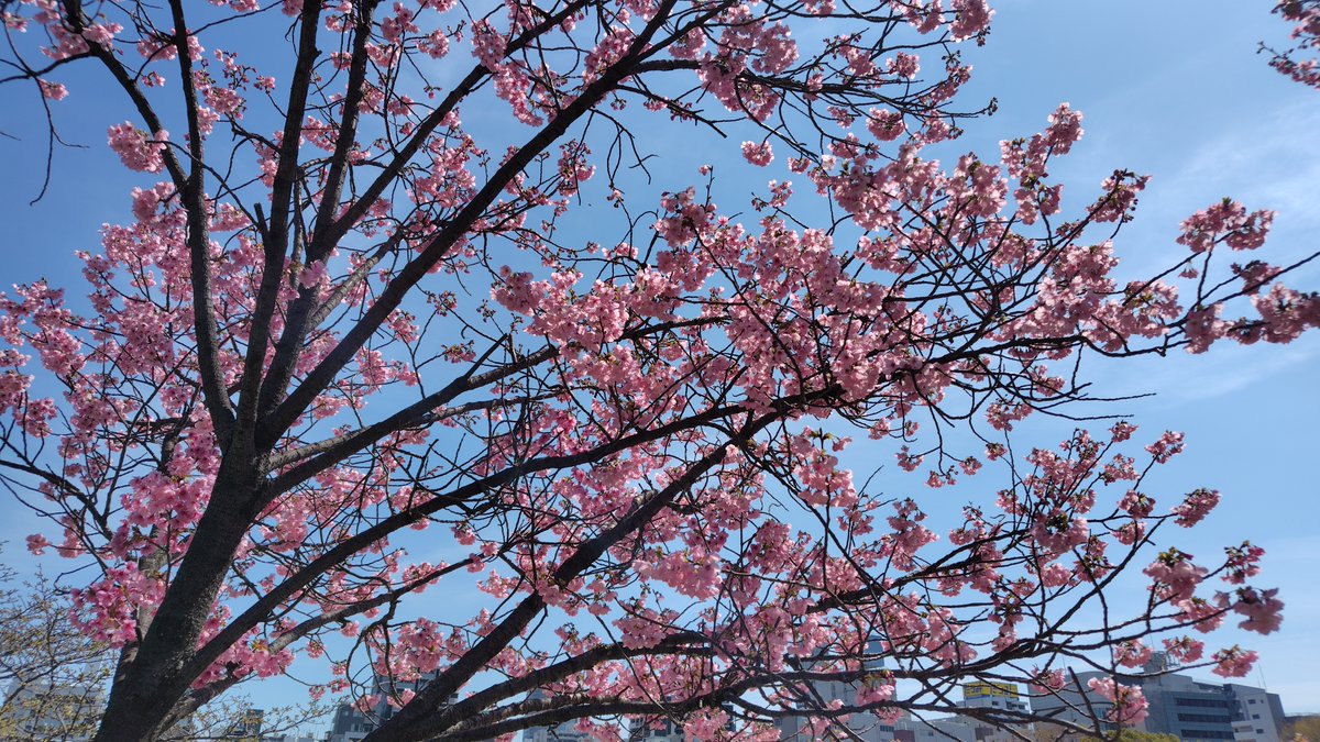 「【扇町公園の桜】 3月末頃に撮影したもので、去年は天気が悪かったので色味を加工し」|中野じぇねらる＠モデ猫電子書籍発売中のイラスト