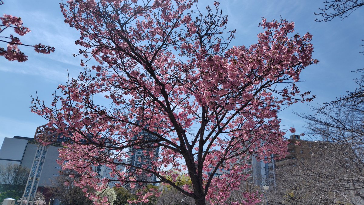 「【扇町公園の桜】 3月末頃に撮影したもので、去年は天気が悪かったので色味を加工し」|中野じぇねらる＠モデ猫電子書籍発売中のイラスト