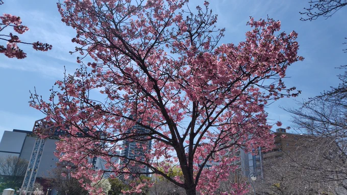 【扇町公園の桜】 3月末頃に撮影したもので、去年は天気が悪かったので色味を加工していたのですが今回は加工一切なしで動画にて使用しています。 ちなみに公園の近くには実際にスーパー玉出があります。