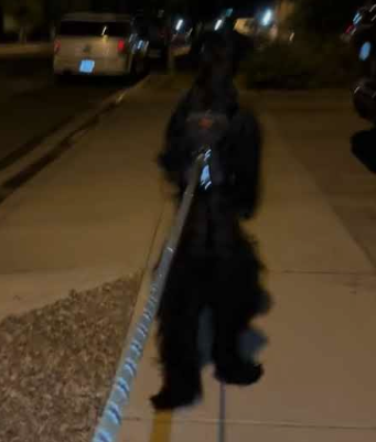 Numithee's tweet photo. THIS DOG LITERALLY RUNS LIKE A HUMAN

Fiona is going GIGA viral rn on tiktok, got over 20M views in 24 hours, and ITS LITERALLY A RUNNING DOG.

https://t.co/UV8PbzwJcd…

He has only 5 videos and he has 4m+ views on all of them, he's running in all of the videos.

https://t.co/Q0seK9pIV5

I've seen everybody trying different names like Shadow, Doni but NOBODY ACTUALLY KNEW THE DOGS REAL NAME, ITS FIONA
