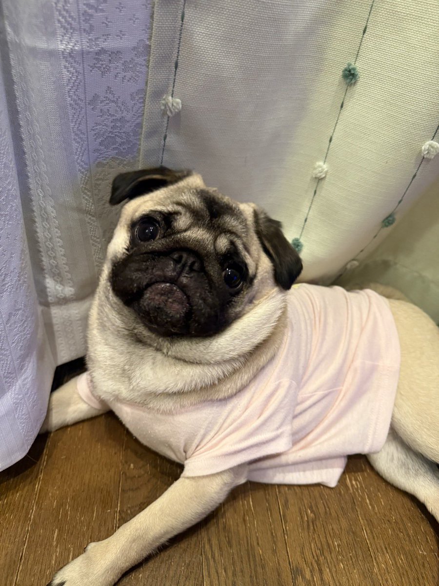 パグ