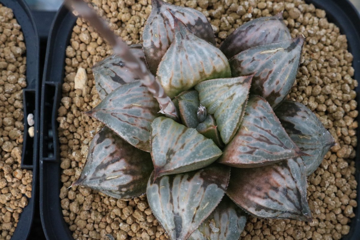 coccolith441's tweet photo. #haworthia #ハオルチア #succulents #多肉植物 #園芸 https://t.co/NUK7iFPSsV