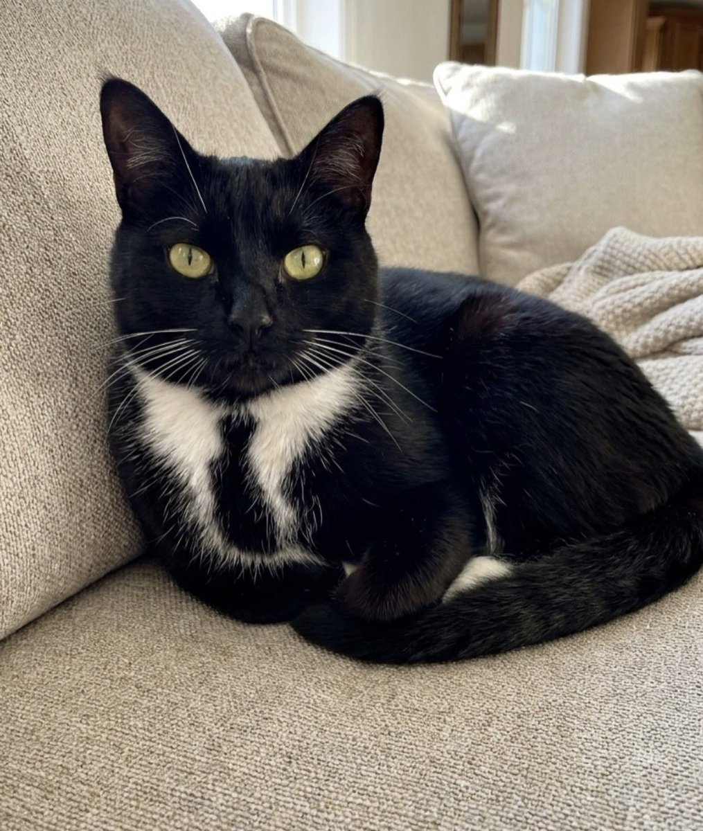 🐱 Ce chat donne l’impression de porter un costume et une cravate.

Il peut littéralement postuler pour un emploi de cadre supérieur 😭