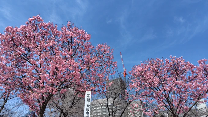 【扇町公園の桜】 3月末頃に撮影したもので、去年は天気が悪かったので色味を加工していたのですが今回は加工一切なしで動画にて使用しています。 ちなみに公園の近くには実際にスーパー玉出があります。