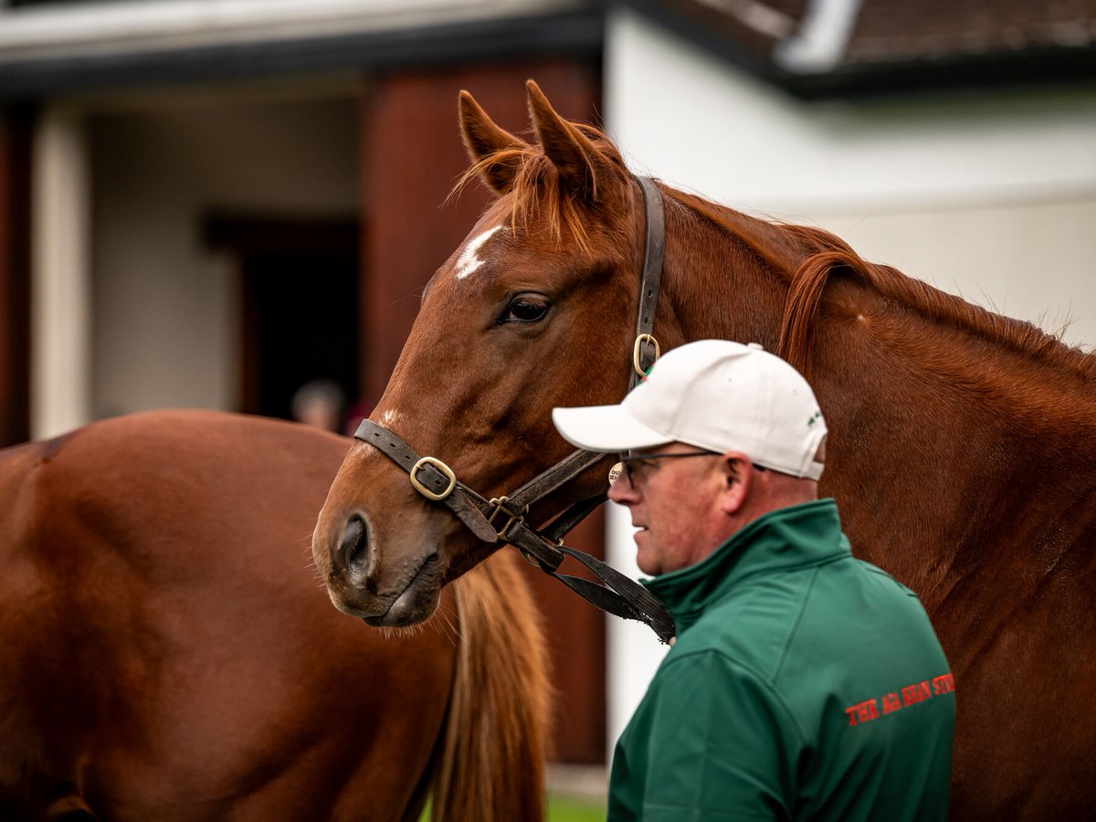 AgaKhanStuds's tweet photo. ๐ There's only one possible subject for #MareMonday today.
Stakes-placed #Rayisa is the dam of yesterday's winners:
๐ #Rayif, Gr.1 Poule d'Essai des Pouliches
๐ #Rayevka, Gr.3 Prix de Saint-Georges
Next in line is a yearling colt by #Vadeni.
๐๐ฉ๐ข๐ฏ๐ฌ ๐บ๐ฐ๐ถ ๐๐ข๐บ๐ช๐ด๐ข! https://t.co/jeyUauzqEw