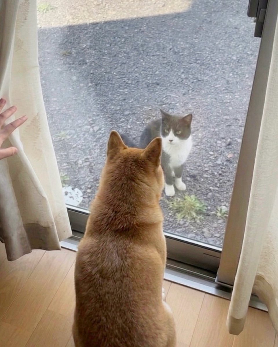 柴犬·͜·♡もも tweet media