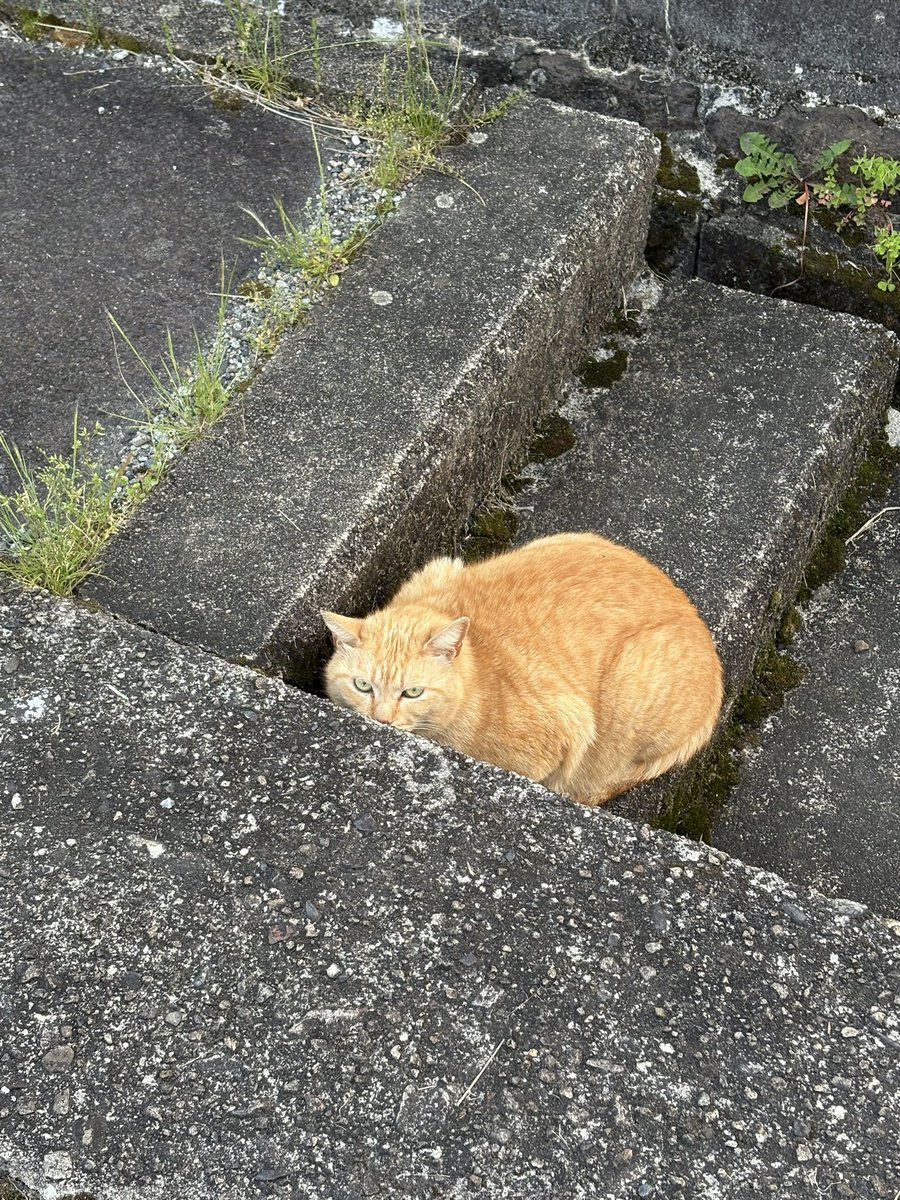 Yoshi(元猫カフェスタッフ) tweet media