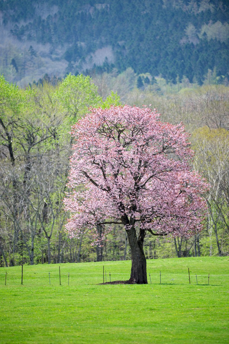 色々走ってるととても立派な一本桜がありました🌸 新緑も眩しくて