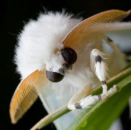 moth tweet media