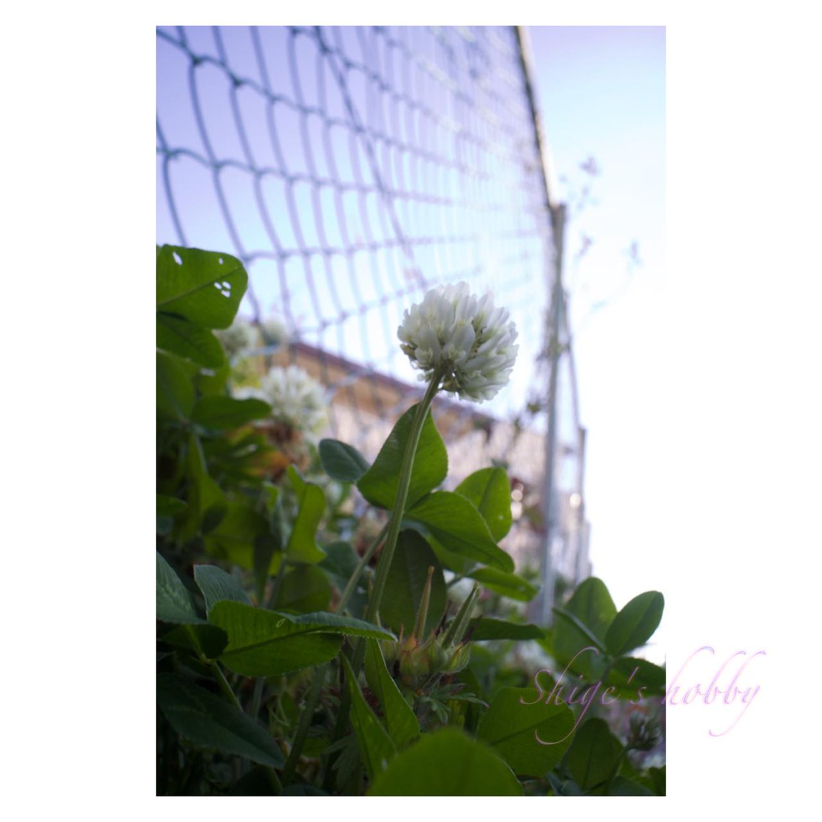 シロツメクサ・White clover #TLを花でいっぱいにしよう