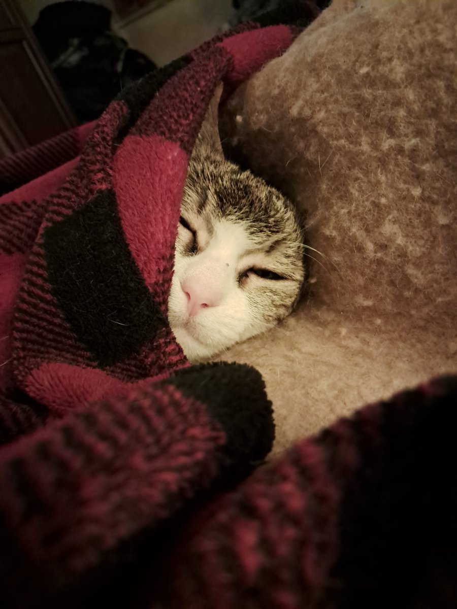 Buon lunedi da me e da nano appena sveglio #buongiorno #buonlunedi #gatto #animale