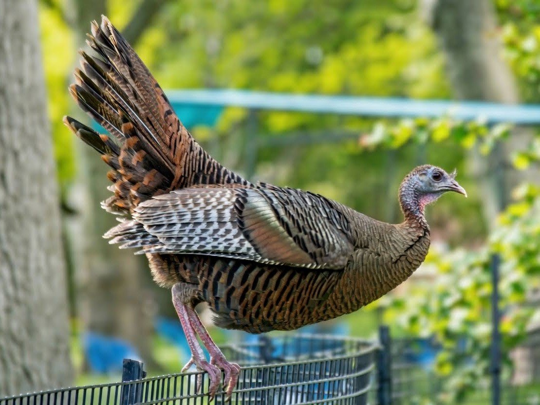 Manhattan Bird Alert tweet media