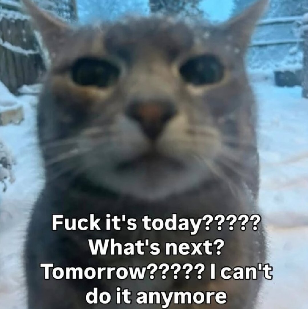 smol silly cat tweet media
