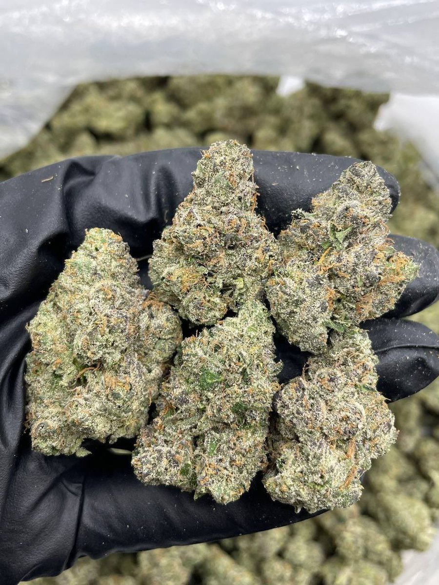LitShop2's tweet photo. Cherry Snowcone indoors 🍒
——————————————————
Frosty bright green low ticket indoors with hints of color. Nice cherry gelato nose https://t.co/xb0NzK9Yta
