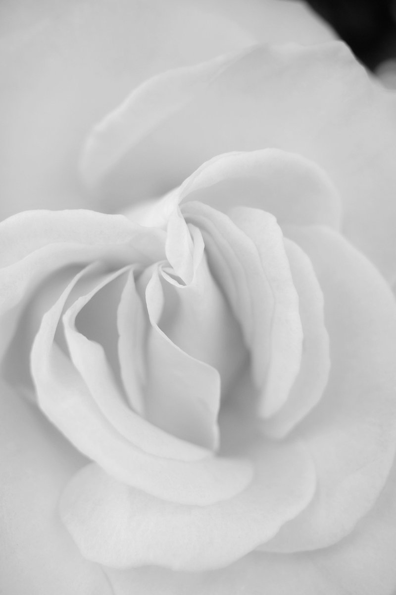 "The Rose"

(RICOH GRⅢ)